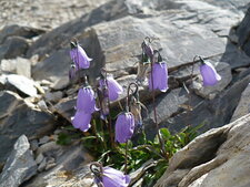 Campanule des Alpes