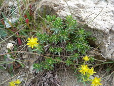 Saxifrage musquée