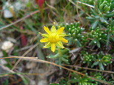 Fleur de saxifrage musquée