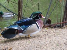 Canard carolin ou canard branchu