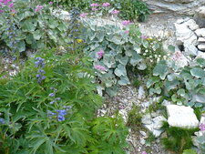Bouquet du Mercantour