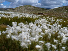 Linaigrette à feuilles étroites - sous réserve