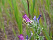 Lygus pratensis sur une vipérine