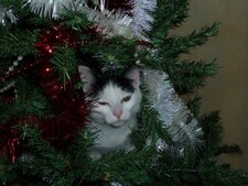 Chapin de noel