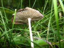Dessous de champignon " ?"