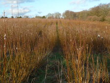Plantation de saules