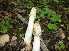 Satyre puant ( Phallus impudicus )