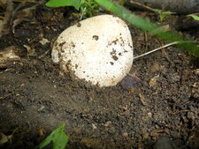 « Œuf » de Phallus impudicus