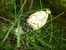 Satyre puant ( Phallus impudicus )
