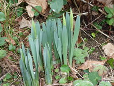 Jonquilles