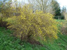 Forsythia en fleur