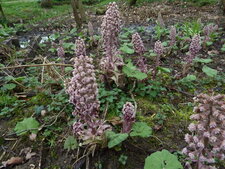 Pétasite en fleur
