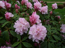 Rhododendron