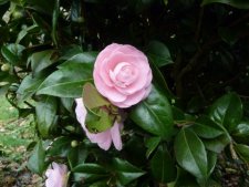 Camélia rose