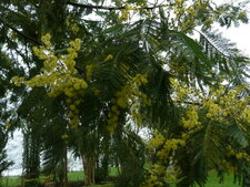 Mimosa en fleurs