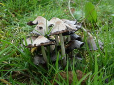 Champignons