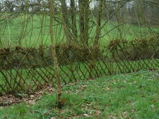 Cloture naturelle de saules