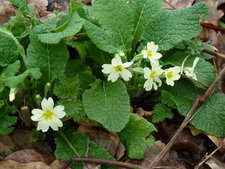 Primevères. Primula.