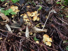 Champignons