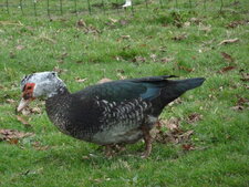 Canard de Barbarie