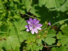 Géranium mou - sous réserve