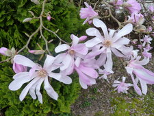 Tulipier