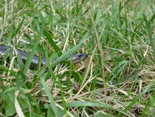 Orvet fragile, Anguis fragilis 