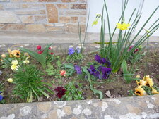 Parterre de fleurs