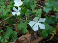 Petite pervenche blanche - Vinca minor alba.