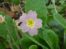 Primevère rose