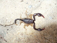 Scorpion