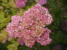 Fleur de sedum spectabilis