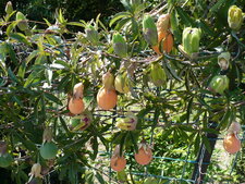 Passiflore