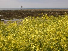 Champ de moutarde sauvage