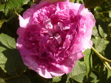 Rosa gallica