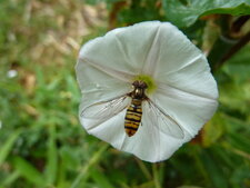 Episyrphus balteatus