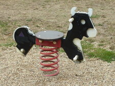 Bos taurus