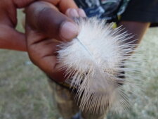 La plume de mamadou