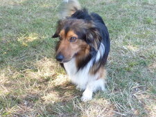 Canis lupus familiaris