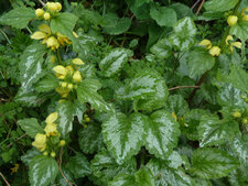 Lamium galeobdolon Florentinum - Ortie jaune 