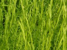 Champ de lin en herbe