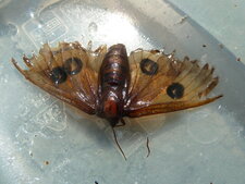 Agila tau