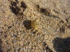 Puce de mer (Talitrus saltator)