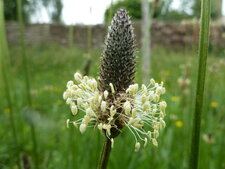 Fleur de plantain
