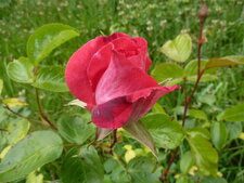 Rose rouge