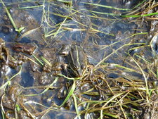 Grenouille Rainette (rana esculenta)