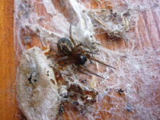 Amaurobius sp.