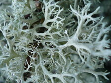 Cladonia sp.