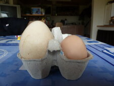 Oeufs de cane et de poule.