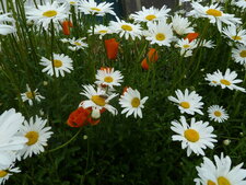 Grande Marguerite pavots de Californie
